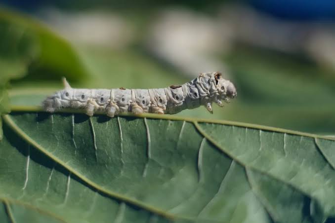 Transformação natural